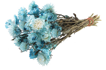 KOCANKA SUSZONA BUKIET KOLOR JASNONIEBIESKI (Helichrysum, suchołuska, nieśmiertelnik) kwiaty suszone do wazonu suszki dekoracyjne