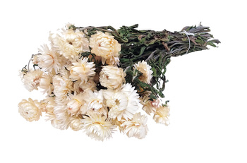 KOCANKA SUSZONA BUKIET KOLOR KREMOWY (Helichrysum, suchołuska, nieśmiertelnik) naturalne kwiaty suszone do wazonu suszki dekoracyjne