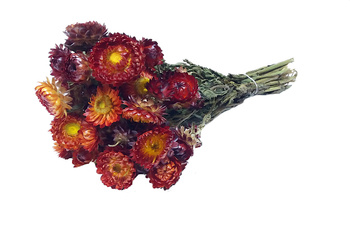 KOCANKA SUSZONA BUKIET KOLOR POMARAŃCZOWY (Helichrysum, suchołuska, nieśmiertelnik) naturalne kwiaty suszone do wazonu suszki dekoracyjne