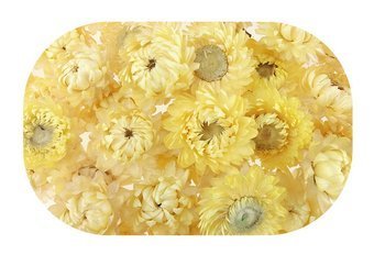 KOCANKA SUSZONA MIX BLADOŻÓŁTY (suchołuska, nieśmiertelnik, Helichrysum) kwiaty suszone suszki dekoracyjne