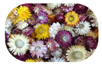 KOCANKA SUSZONA MIX KOLORÓW ~100 g duża paka (suchołuska, nieśmiertelnik, Helichrysum) kwiaty suszone naturalne główki kwiatowe suszki dekoracyjne