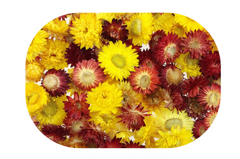 KOCANKA SUSZONA MIX ŻÓŁTO-CZERWONY (suchołuska, nieśmiertelnik, Helichrysum) kwiaty suszone suszki dekoracyjne