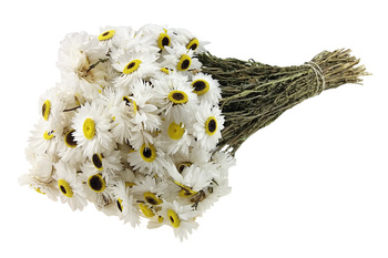 SUCHLIN SUSZONY BUKIET KOLOR BIAŁY NATURALNY( Acroclinium roseum, Helipterum) suchołuska białe suszki dekoracyjne kwiaty suszone na bukiety i stroiki