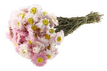 SUCHLIN SUSZONY BUKIET KOLOR RÓŻOWY NATURALNY (Acroclinium roseum, Helipterum) suchołuska naturalne kwiaty suszone do wazonu suszki dekoracyjne
