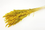 OWIES KOLOR ŻÓŁTY CYTRYNOWY zboże suszone kłosy zbóż suszki do dekoracji