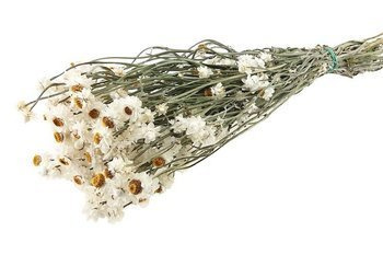 ZŁOCISZEK KOLOR NATURALNY BIAŁY wiekuistka (Ammobium alatum) mniejszy pęczek suszki dekoracyjne kwiaty suszone na bukiety