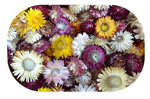 KOCANKA SUSZONA MIX KOLORÓW ~100 g duża paka (suchołuska, nieśmiertelnik, Helichrysum) kwiaty suszone naturalne główki kwiatowe suszki dekoracyjne