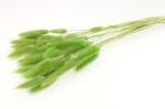 DMUSZEK JAJOWATY KOLOR ZIELONE JABŁKO ~30 szt. (Lagurus ovatus) ozdobna trawa suszona suszki na bukiet i stroiki