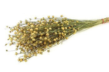 LEN KOLOR NATURALNY pęk XXL ~150 g rozgałęziony naturalny len suszony niebarwiony dodatek florystyczny
