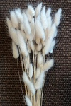 DMUSZEK JAJOWATY WYBIELANY ~30 szt. (Lagurus ovatus) ozdobna trawa suszona "ogon królika"