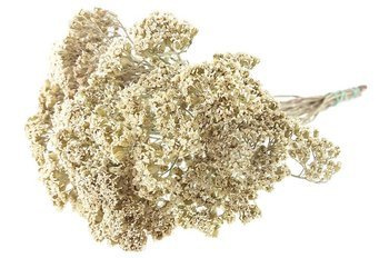 KRWAWNIK POSPOLITY KOLOR BIAŁY (Achillea millefolium) naturalny niebarwiony susz roślinny do dekoracji