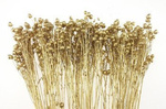 LEN KOLOR ZŁOTY suszony barwiony dodatek do dekoracji i stroików okolicznościowych pęczek 45-50 cm