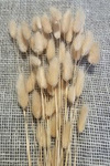 DMUSZEK JAJOWATY KOLOR KREMOWY ~30 szt. (Lagurus ovatus) ozdobna trawa suszona na bukiety "ogon królika"