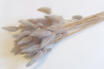 DMUSZEK JAJOWATY KOLOR BLADOPOPIELATY ~30 szt. (Lagurus ovatus) suszki ozdobne "ogon królika" trawa o puszystych kłosach do wazonu