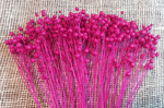 LEN KOLOR RÓŻOWY FUKSJA ~80 g suszony dodatek florystyczny barwiony susz krajowy suche rośliny do wazonu