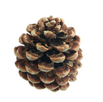 SZYSZKA PINIA naturalna niebarwiona duża szyszka do dekoracji na stroiki