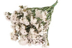 ZATRWIAN WRĘBNY KOLOR BIAŁY (Limonium sinuatum) suszki ozdobne kwiaty suszone dodatek do stroików i wianków