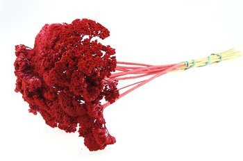 KRWAWNIK WIĄZÓWKOWATY KRÓTKI KOLOR CZERWONY (Achillea filipendulina) na wianki stroiki barwiony bukiet susz roślinny do dekoracji