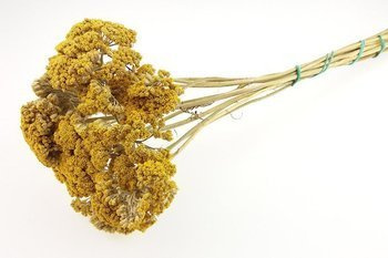 KRWAWNIK WIĄZÓWKOWATY KRÓTKI KOLOR ŻÓŁTY (Achillea filipendulina) naturalne kwiaty suszone na wianki stroiki niebarwiony susz roślinny do dekoracji