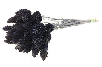 KANAR KOLOR CZARNY trawa ozdobna Phalaris canariensis mozga kanaryjska suszki dekoracyjne